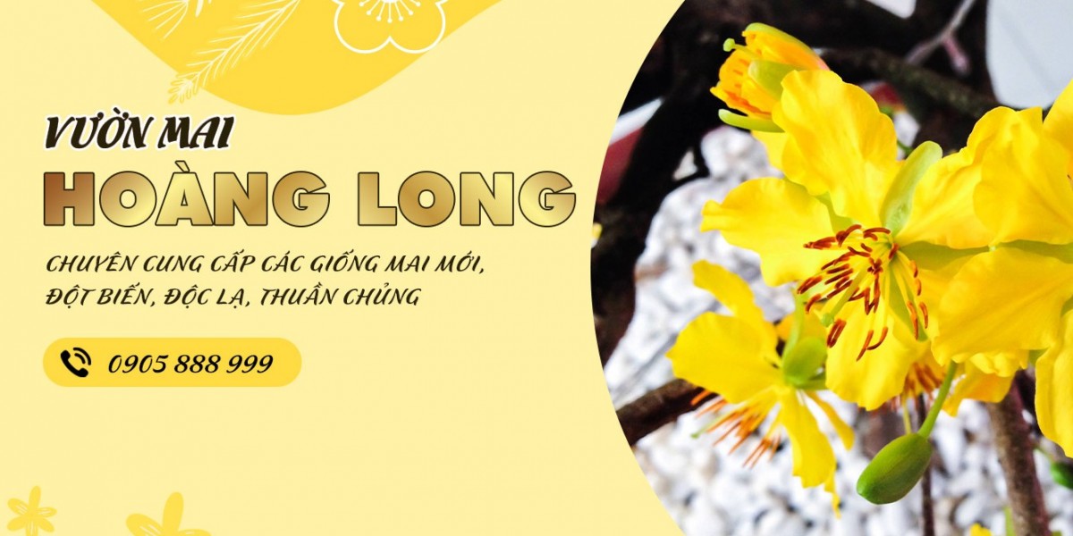 Chăm sóc hoa mai vàng để nở đúng dịp Tết: Bí quyết từ vườn mai Phong Ấn