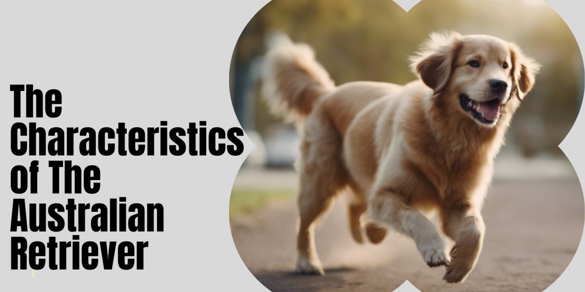 What Are the Characteristics of The Australian Retriever, And Some Effective Training Tips For This Breed