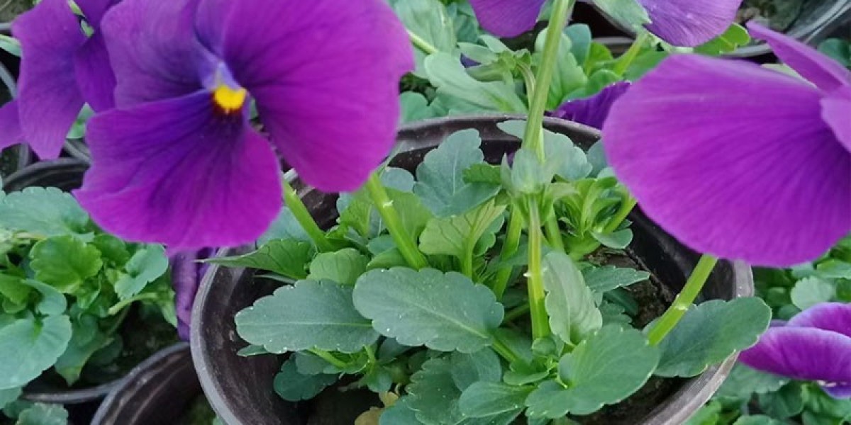 When to Plant Pansies in Georgia?