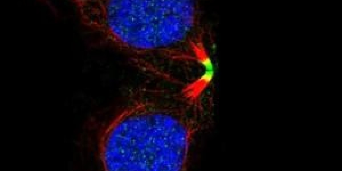 Monoclonal Antibody