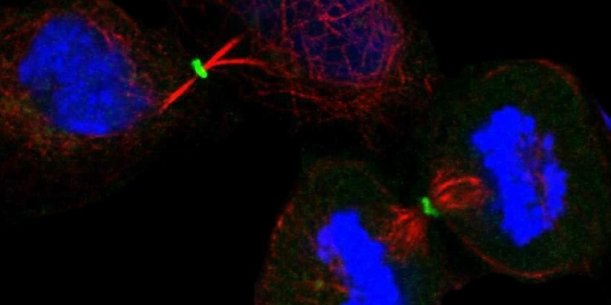 Nucleoli Research