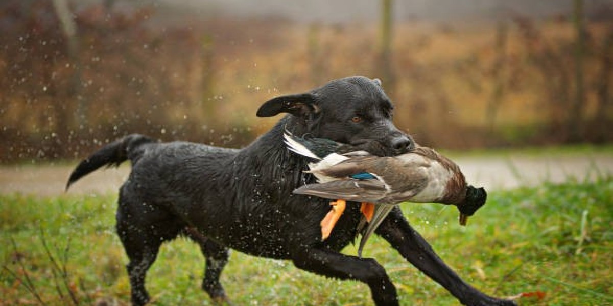 Experience the Best of Colorado with a Guided Duck Hunt Adventure