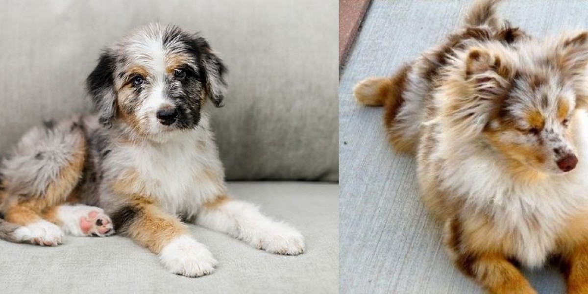 Aussiedoodle vs. Aussiepom: Which Designer Dog is Right for You